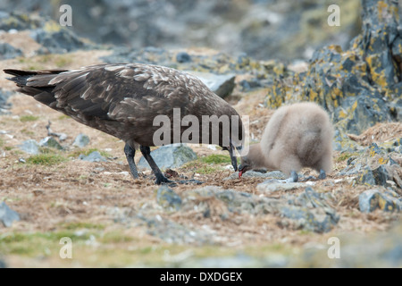 Brown Skua (Stercorarius antarcticus) or Subantarctic Skua (Catharacta antarctica), on nest feeding chick. Hannah Point Stock Photo