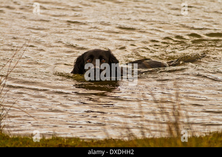 Black Cocker Spaniel swimming Stock Photo