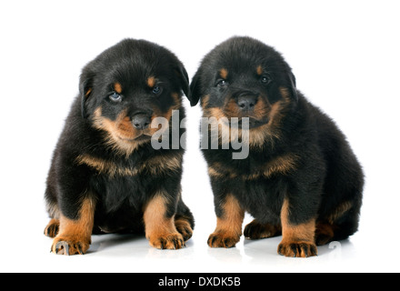 puppies rottweiler in front of white background Stock Photo