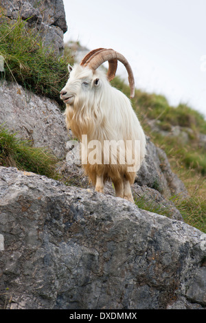 Feral male Kashmir goat on the rocks of the Great Orme, North Wales Stock Photo