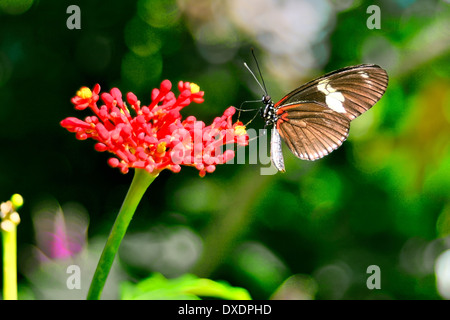 Postman butterfly (Heliconius melpomene) feeding on vibrant red flower, wings open to show red, black, and white pattern, in a tropical garden setting Stock Photo