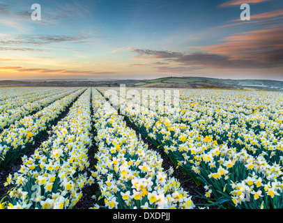 Fields of spring Daffodils at sunrise Stock Photo