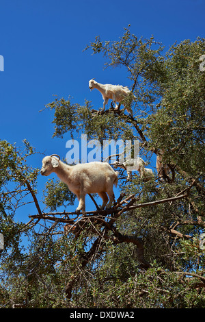 Goats feeding on Argan nuts (Argania spinosa) in an Argan tree in an orchard near Essouira,, Morocco Stock Photo