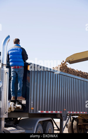 Potato harvest, Colorado, USA Stock Photo