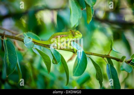 Chameleon on a branch in South Africa. Stock Photo