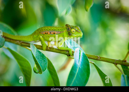 Chameleon on a branch in South Africa. Stock Photo