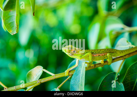 Chameleon on a branch in South Africa. Stock Photo