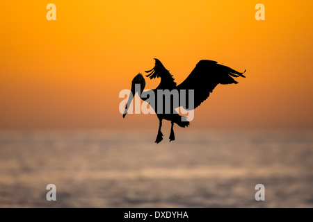 A Brown Pelican flying is silhouetted against the dawn brightening over the Sea of Cortez in Los Cabos, Mexico Stock Photo