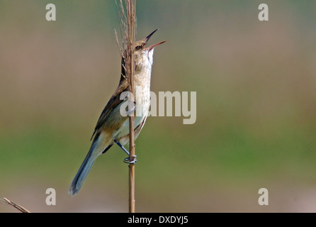 Reed Warbler Singing Stock Photo - Alamy