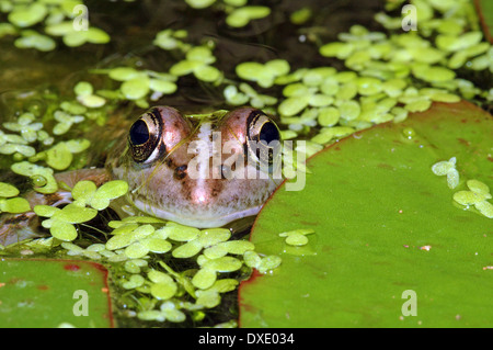 Frog peeking out of water Stock Photo