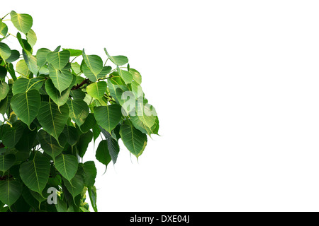 tree religiosa ficus sacred fig bo leaf bodhi pattern peepul pipal india alamy background