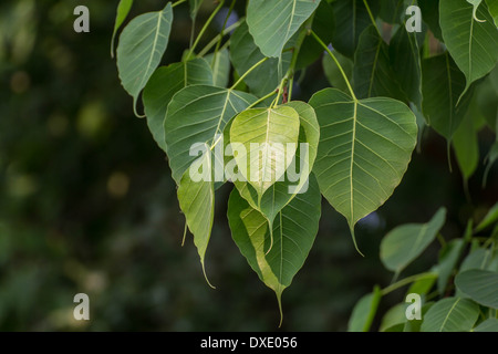 Ficus religiosa Sacred Fig Tree Pipal Bohhi Bo Peepul Stock Photo
