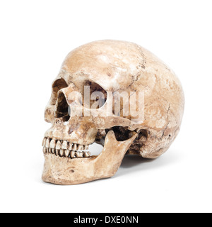 single human skull isolated on white background Stock Photo