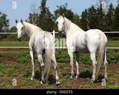 Two orlov trotter mares in Novotomnikovo stud, Russia Stock Photo