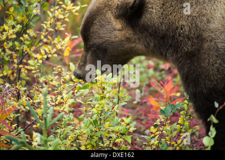 a juvenile Grizzly Bear, Kluane National Park, Yukon Territories, Canada Stock Photo