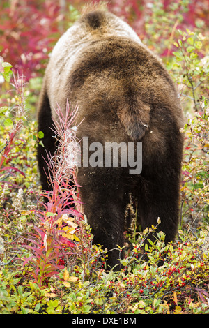 a juvenile Grizzly Bear, Kluane National Park, Yukon Territories, Canada Stock Photo