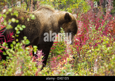 a juvenile Grizzly Bear, Kluane National Park, Yukon Territories, Canada Stock Photo