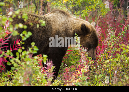 a juvenile Grizzly Bear, Kluane National Park, Yukon Territories, Canada Stock Photo