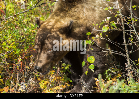 a juvenile Grizzly Bear, Kluane National Park, Yukon Territories, Canada Stock Photo