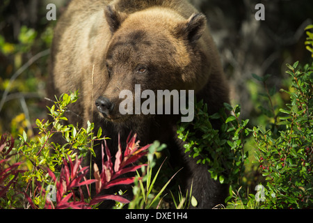 a juvenile Grizzly Bear, Kluane National Park, Yukon Territories, Canada Stock Photo