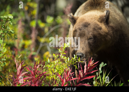 a juvenile Grizzly Bear, Kluane National Park, Yukon Territories, Canada Stock Photo