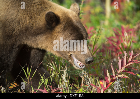 a juvenile Grizzly Bear, Kluane National Park, Yukon Territories, Canada Stock Photo