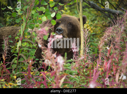 a juvenile Grizzly Bear, Kluane National Park, Yukon Territories, Canada Stock Photo