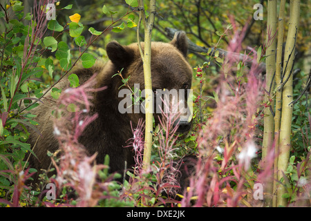 a juvenile Grizzly Bear, Kluane National Park, Yukon Territories, Canada Stock Photo