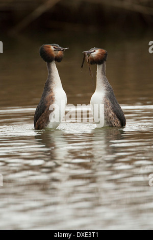 Great Crested Grebe courtship dance with dark water and bank in background Stock Photo