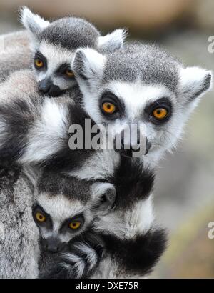 Eberswalde, Germany. 24th Mar, 2014. A female ring-tailed lemur (Lemur catta) carries her offspring (twins) through their enclosure at the zoo in Eberswalde, Germany, 24 March 2014. Several kinds of monkeys produces offspring at the zoo in the past weeks. Photo: PATRICK PLEUL/DPA/Alamy Live News Stock Photo
