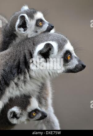Eberswalde, Germany. 24th Mar, 2014. A female ring-tailed lemur (Lemur catta) carries her offspring (twins) through their enclosure at the zoo in Eberswalde, Germany, 24 March 2014. Several kinds of monkeys produces offspring at the zoo in the past weeks. Photo: PATRICK PLEUL/DPA/Alamy Live News Stock Photo