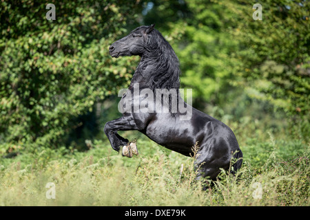 Friesian Horse. Black stallion rearing in a forest, Romania Stock Photo