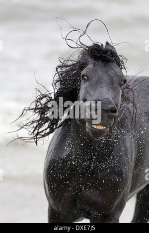 Friesian Horse. Black stallion shaking its head. Romania Stock Photo