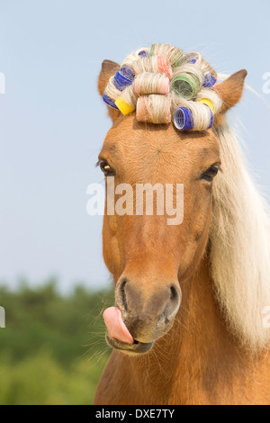Icelandic Horse. Portrait of palomino adult with curlers. Austria Stock Photo