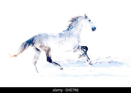 Lusitano. Dapple grey stallion galloping in snow. Germany Stock Photo