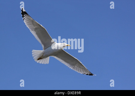 Herring Gull in flight in a blue sky Stock Photo