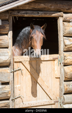Oldenburg Horse. Bay adult looking out from a stable. Italy Stock Photo