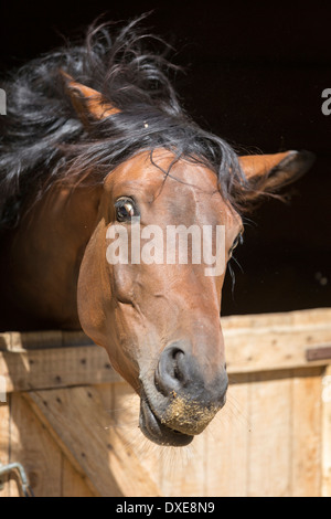 Oldenburg Horse. Bay adult looking out from a stable. Italy Stock Photo