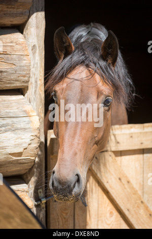 Oldenburg Horse. Bay adult looking out from a stable. Italy Stock Photo