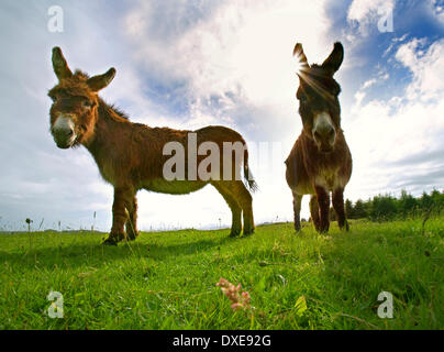 Donkeys Stock Photo