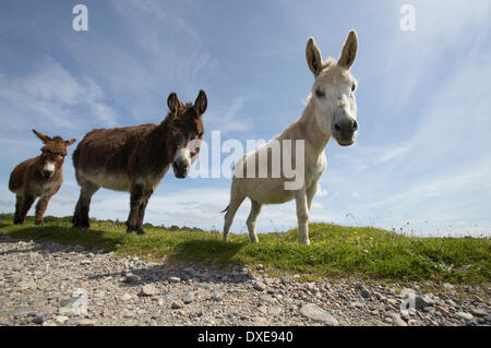 Donkeys Stock Photo