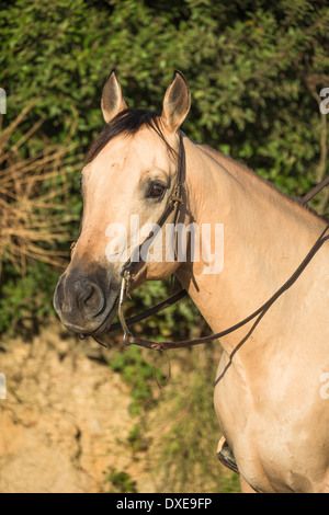 American Quarter Horse. Dun gelding with bridle, portrait. Italy Stock Photo