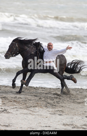 Pure Spanish Horse, Andalusian. Stunt-Man performing a stunt on a beach. Romania Stock Photo