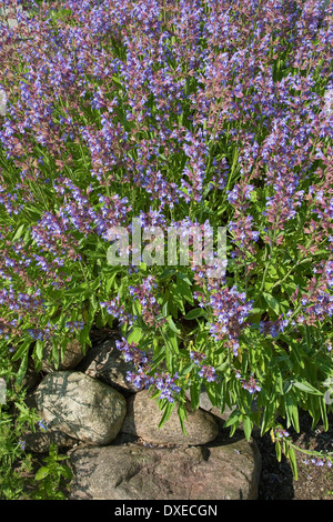 Common Sage, Garden sage, Echter Salbei, Garten-Salbei, Küchensalbei, Heilsalbei, Salvia officinalis Stock Photo