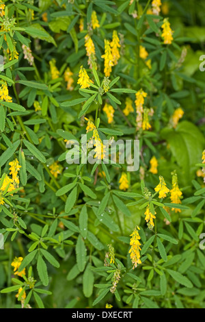 Sweet Clover, Yellow Melilot, Echter Steinklee, Gelber Steinklee, Gewöhnlicher Steinklee, Melilotus officinalis, Mélilot Stock Photo