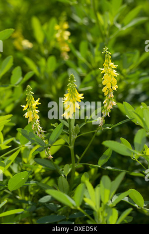 Sweet Clover, Yellow Melilot, Echter Steinklee, Gelber Steinklee, Gewöhnlicher Steinklee, Melilotus officinalis, Mélilot Stock Photo