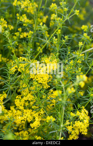 Lady's Bedstraw, Yellow Bedstraw, Echtes Labkraut, Gelbes Labkraut, Gelb-Labkraut, Galium verum Stock Photo
