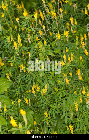 Sweet Clover, Yellow Melilot, Echter Steinklee, Gelber Steinklee, Gewöhnlicher Steinklee, Melilotus officinalis, Mélilot Stock Photo