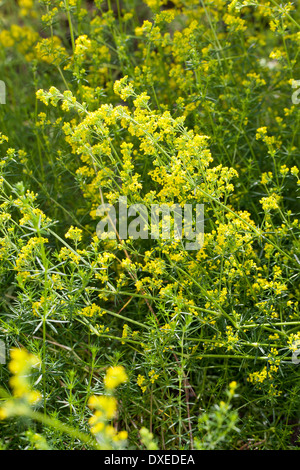 Lady's Bedstraw, Yellow Bedstraw, Echtes Labkraut, Gelbes Labkraut, Gelb-Labkraut, Galium verum Stock Photo