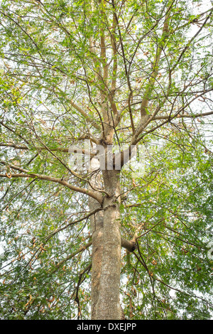 Tamarind tree in dry season of thailand Stock Photo